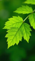 Fototapeta na wymiar Bright green beech leaves unfurling, delicate veins visible , tree, detail