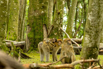 Monkey Family