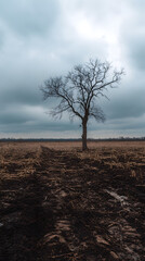 Barren Field and Dried Tree Under Overcast Sky - Symbol of Desolation  