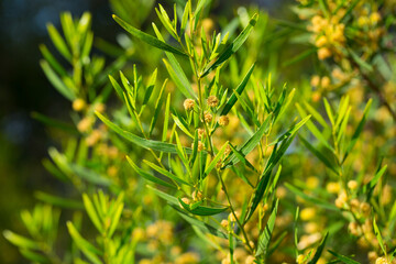 Small yellow flowers on Sticky wattle tree (acacia) during spring blossoming..
