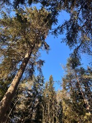 Fototapeta premium Tall Evergreen Trees Against a Clear Blue Sky in Winter
