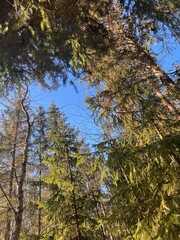 Tall Evergreen Trees Against a Clear Blue Sky in Winter