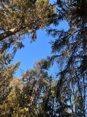 Tall Evergreen Trees Against a Clear Blue Sky in Winter