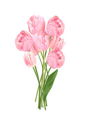 bouquet of pink tulips. Handdrawn Peony tulips symbol of the eighth of March, transparent background isolated 