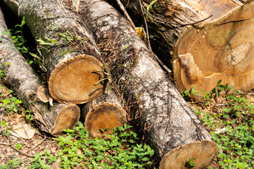 Various sizes of freshly cut tree trunks, displaying natural wood textures and growth rings, representing logging and timber processing