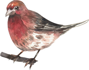 House Finch. 
Watercolor hand drawing painted illustration.