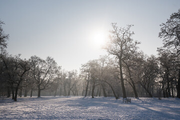 Obraz premium Winter landscape, trees covered with snow and frost. 
