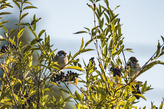 Two sparrows in the branches of an elderberry tree with fruit