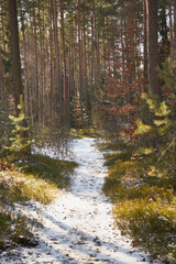 Obraz premium leśna ścieżka,zima 