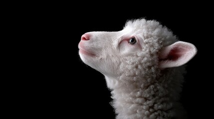 Obraz premium Curious lamb looking up, dark background, springtime, farm animal portrait