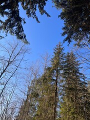 Tall Evergreen Trees Against a Clear Blue Sky in Winter.