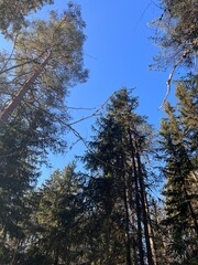 Obraz premium Tall Evergreen Trees Against a Clear Blue Sky in Winter.