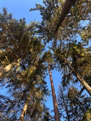 Tall Evergreen Trees Against a Clear Blue Sky in Winter.