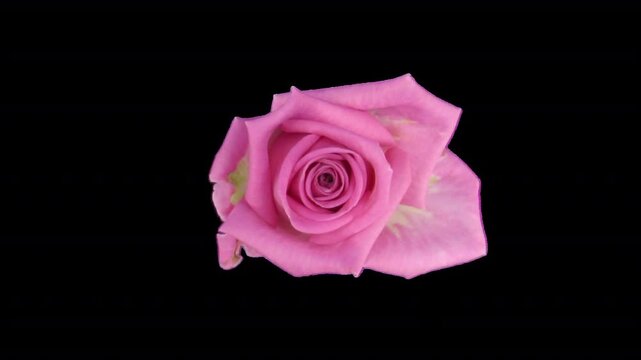 Time lapse of opening Aqua rose with ALPHA channel, top view