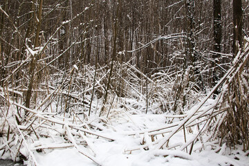 Landscape of a frozen stream in a dense winter snowy forest.