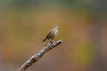 Chochín paleártico en la Sierra de Guadarrama