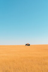 Obraz premium Vast golden fields stretch under clear blue sky, highlighting so