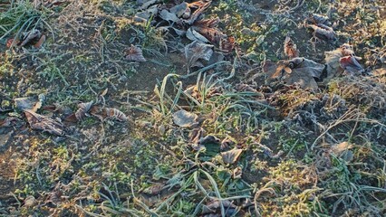 Hoarfrost Crystals on Wilted Withered Leaves and Grass on Cold Morning