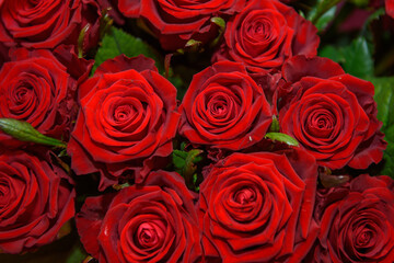 Red roses, lots of flowers. The background of a blooming rose.