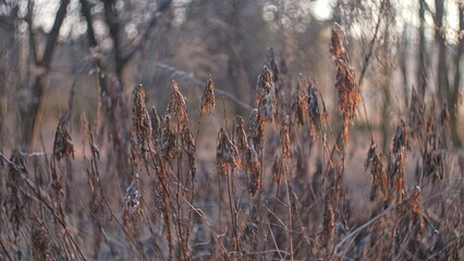 Withered Leaves Wild Wilted Plants Damaged by Frostbite Covered with Hoarfrost on Cold Morning