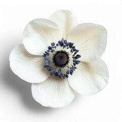 Close-up of white anemone flower with detailed petals and dark center on transparent background