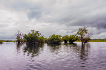 Lake Dayu with Unique Plants on it, located in Dayu Village, East Barito, Central Kalimantan, Indonesia