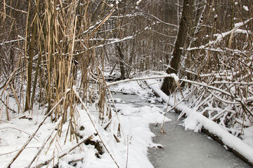 Landscape of frozen stream in dense winter snowy forest on sunny day © dreamsnavigator