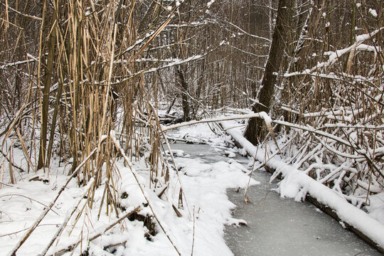 Landscape of frozen stream in dense winter snowy forest on sunny day