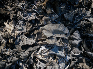 Dry leaves are burnt black and the fibers are visible.