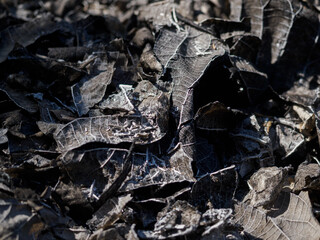 Dry leaves are burnt black and the fibers are visible.