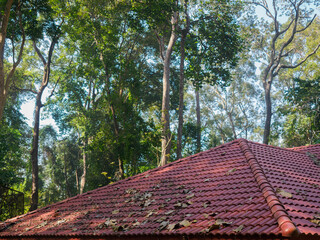 Falling leaves on the red roof