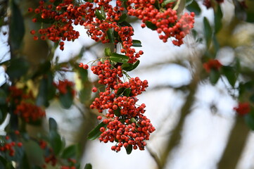 Baies rouges dans un bois