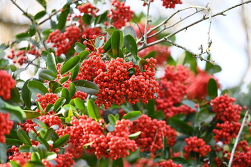 Baies rouges dans un bois