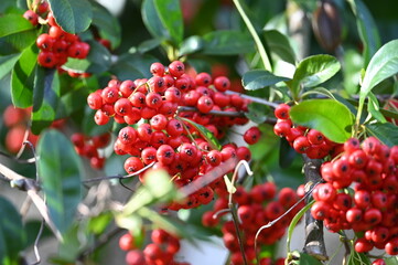 Baies rouges dans un bois