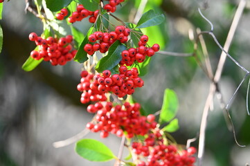 Baies rouges dans un bois