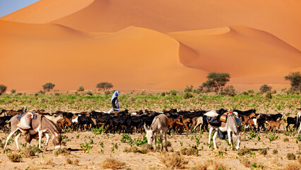 Tuareg Goat Herder in the Sahara Desert in Algeria