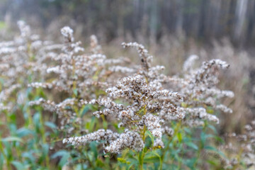 
a downy grass with small white flowers that grows wild.