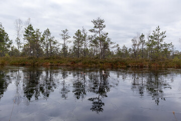 Fototapeta premium a bog lake with tree reflections in the water and a bog landscape in the background.