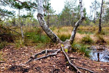 
a birch tree with two trunks forming a 