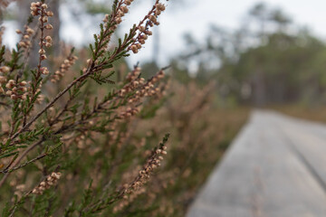 close-up of maroon flowers growing on thin branches and blurred background with path.