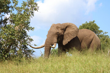 Obraz premium Afrikanischer Elefant / African elephant / Loxodonta africana..