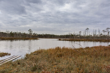 
swamp landscape with a small lake and a fragment of a wooden footbridge in the foreground.