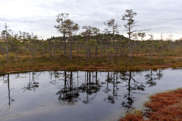 
a small bog lake with reflections reflecting the trees and the bog landscape in the background.