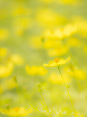 秋の公園や花壇を彩るコスモス（キバナコスモス）のある風景。背景。自然風景素材。明るい日差しでふんわりとボケた景色。