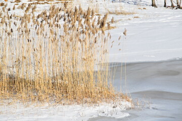 Dry and gold colored reeds are growing at the frozen seaside in cold and sunny winter day.