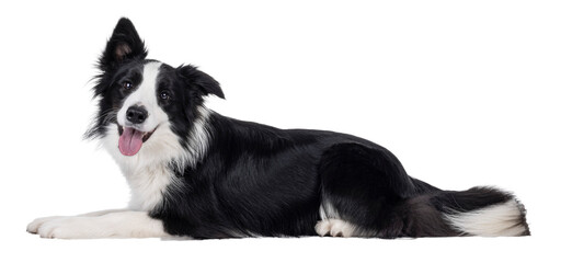 Charismatic typical black and white young adult Border Collie dog, laying down side ways. Looking...