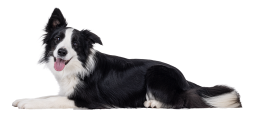 Charismatic typical black and white young adult Border Collie dog, laying down side ways. Looking straight to camera with mouth open smiling. Isolated cutout on a transparent background