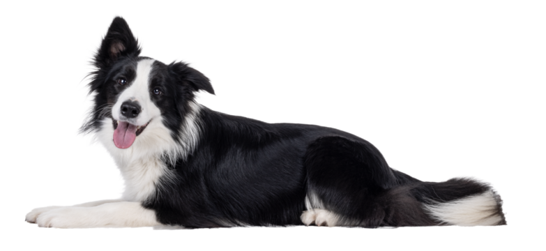 Charismatic typical black and white young adult Border Collie dog, laying down side ways. Looking straight to camera with mouth open smiling. Isolated cutout on a transparent background