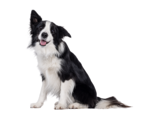 Charismatic typical black and white young adult Border Collie dog, sitting up side ways. Looking happy straight to camera with mouth open panting. Isolated cutout on a transparent background