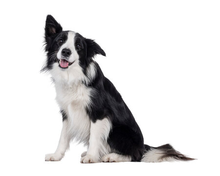 Charismatic typical black and white young adult Border Collie dog, sitting up side ways. Looking happy straight to camera with mouth open panting. Isolated cutout on a transparent background